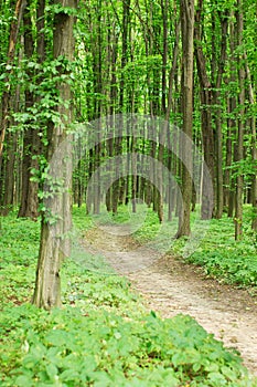 Green spring forest with footpath