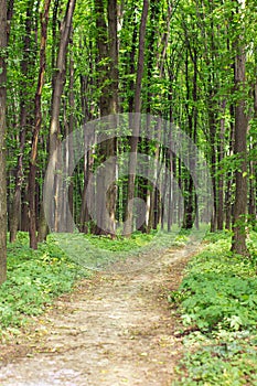 Green spring forest with footpath
