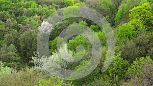 Green spring forest seen from above top viev