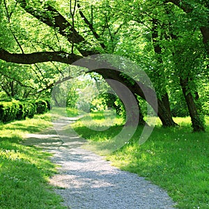 Green spring forest with small path