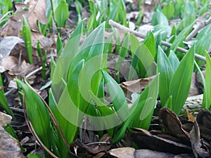 Green spring in the forest - wild garlic