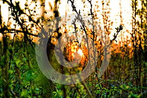 Green spring forests at sunrise