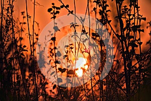 Green spring forests at sunrise