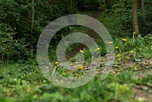 Spring forrest with path in the middel photo