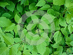 Green spring fresh bright leaves natural  texture background