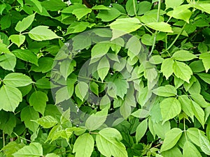 Green spring fresh bright leaves natural  texture background