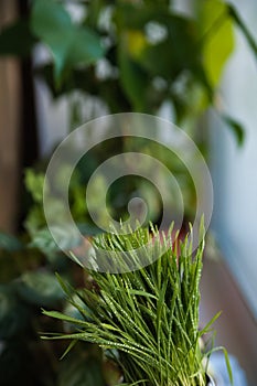 Green spring grass with dew as a background.