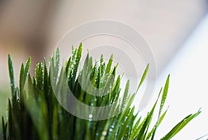 Green spring grass with dew as a background.