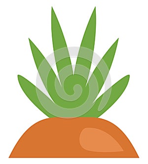 Green spring grass, icon