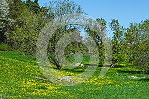 Green Spring Hillside