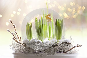 Green spring hyacinth sprouts  preparing for flowering in the vintage style composition with Easter eggs and Easter bunny