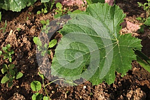 Green spring leaf of pumpkin vegetable plant, latin name Cucurbita Pepo, growing in garden.