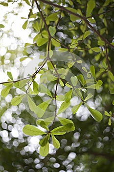 Green spring leaves background