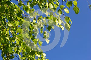 green spring leaves on a branch. birch leaves. birch branches, tree in the park, spring season. young leaves in nature. forest