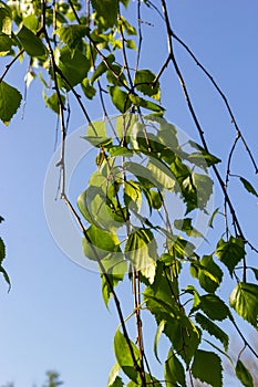 green spring leaves on a branch. birch leaves. birch branches, tree in the park, spring season. young leaves in nature. forest