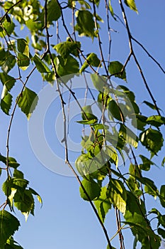 green spring leaves on a branch. birch leaves. birch branches, tree in the park, spring season. young leaves in nature. forest