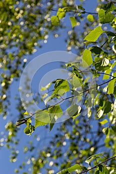 green spring leaves on a branch. birch leaves. birch branches, tree in the park, spring season. young leaves in nature. forest