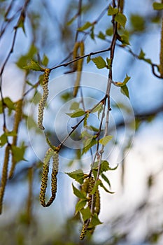 green spring leaves on a branch. birch leaves. birch branches, tree in the park, spring season. young leaves in nature. forest