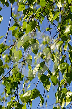 green spring leaves on a branch. birch leaves. birch branches, tree in the park, spring season. young leaves in nature. forest