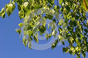 green spring leaves on a branch. birch leaves. birch branches, tree in the park, spring season. young leaves in nature. forest