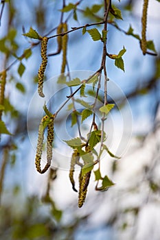 green spring leaves on a branch. birch leaves. birch branches, tree in the park, spring season. young leaves in nature. forest