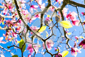 Green spring leaves on deciduous magnolia tree with pink flowers