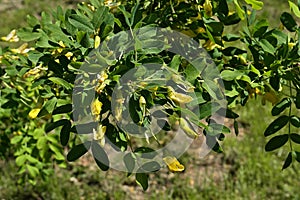 Green spring leaves and yellow fragrant flowers of Siberian Peashrub