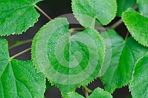 Green spring linden leaves with dew drops