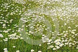 Green spring meadow, blooming daisies on the green grass