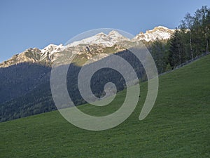 Green spring meadow with blooming trees, forest and snow covered mountain peak in Stubai valley, Neustift im Stubaital