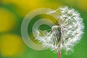 Green spring meadow close-up on dandelion flower seeds