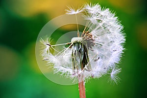 Green spring meadow close-up on dandelion flower seeds