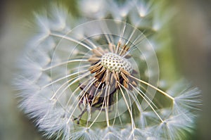 Green spring meadow close-up on dandelion flower seeds