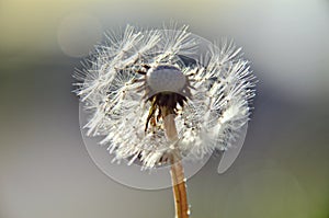 Green spring meadow close-up on dandelion flower seeds