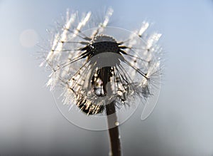 Green spring meadow close-up on dandelion flower seeds