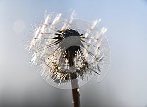 Green spring meadow close-up on dandelion flower seeds