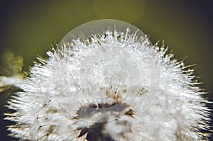 Green spring meadow close-up on dandelion flower seeds