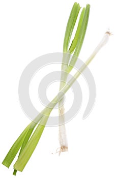 Green Spring Onion
