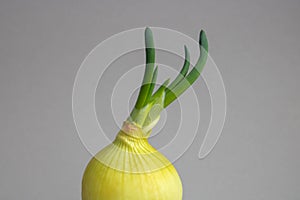 Green spring onion scallion isolated on white background. Package design element with clipping path