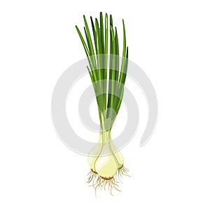 Green spring onions, chives