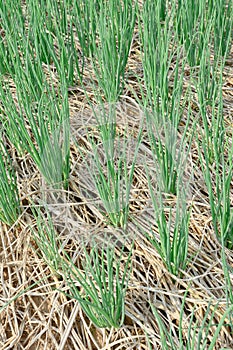 Green spring onions in field