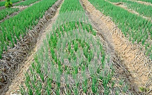 Green spring onions in field