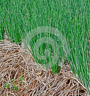 Green spring onions in field