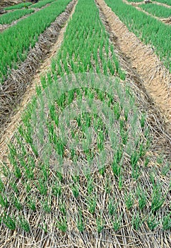 Green spring onions in field