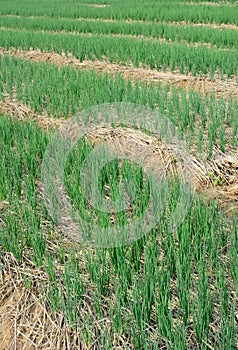 Green spring onions in field