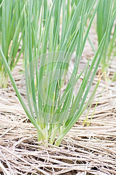 Green spring onions field.