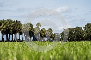 Green spring park with fresh grass, trees, palms.