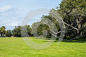 Green spring park with fresh grass, trees, palms.