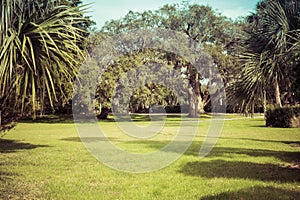 Green spring park with fresh grass, trees, palms.