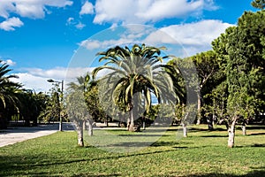 Green spring park with fresh grass, trees, palms.